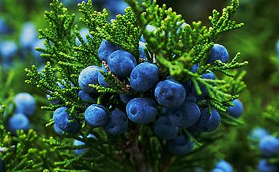 Juniper Berry Essential Oil