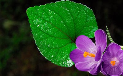 Violet Leaf Absolute