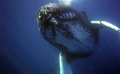 ambroxan-cetalox Ambroxan 10% In DPG