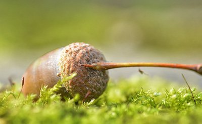 evernyl-veramoss Evernyl