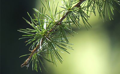 fir-essential-oil Fir Essential Oil