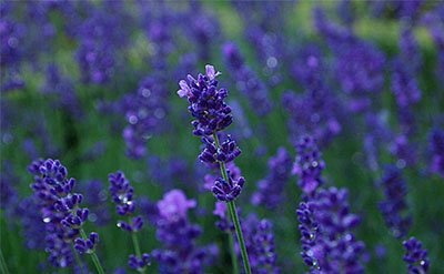 Lavandin Essential Oil