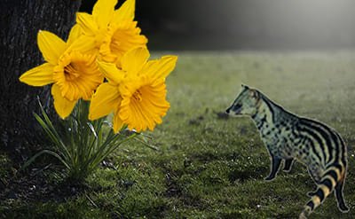 para-cresyl-acetate para-Cresyl Acetate