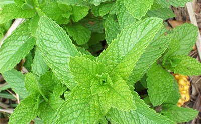 Peppermint Essential Oil