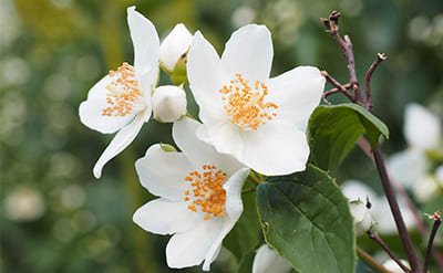 J-Jasmine Fleuressence