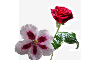 Palmarosa Essential Oil