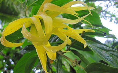 Ylang Ylang Essential Oil