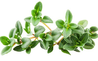 White Thyme Essential Oil