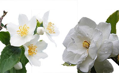 Amyl Cinnamic Aldehyde (ACA)