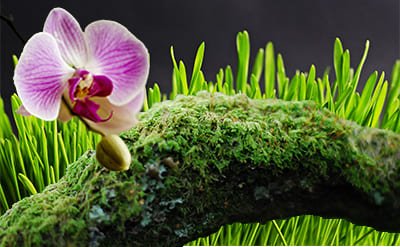 cis-3 Hexenyl Salicylate 10% in DPG