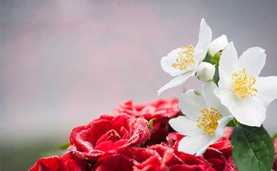 Dimethyl Benzyl Carbinyl Acetate