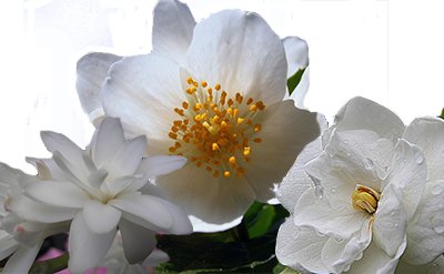 Hexyl Cinnamic Aldehyde (HCA)