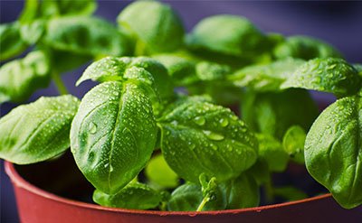 Sweet Basil Essential Oil