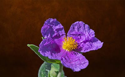 Cistus Essential Oil Cistus Essential Oil 10% in DPG