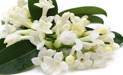 Jasmine Absolute Fleuressence