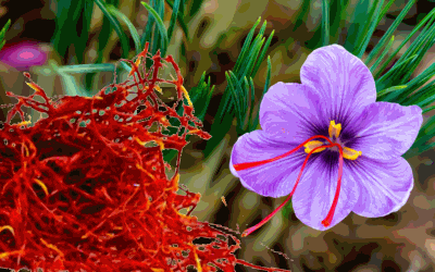 Saffron-red Red Saffron Infusion