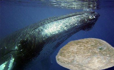 ambergris Ambergris Fleuressence