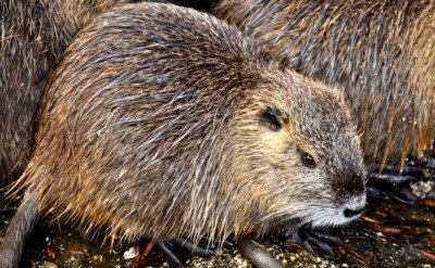 castoreum-fleuressence (1) CASTOREUM F-TEC