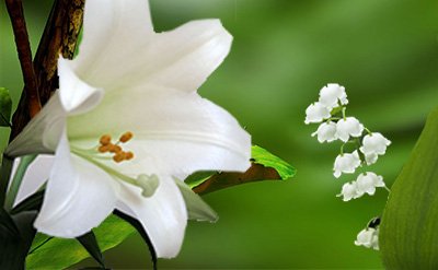 Lilial Substitute IFRA