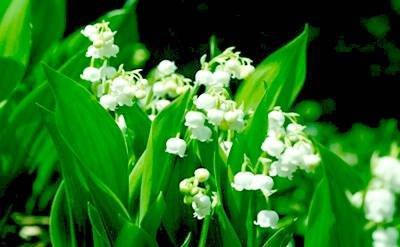 m-muguet (1) Glycolierral