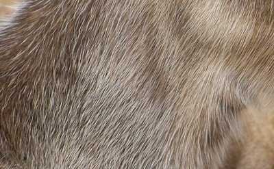 u-urine Pyralone 10% in DPG