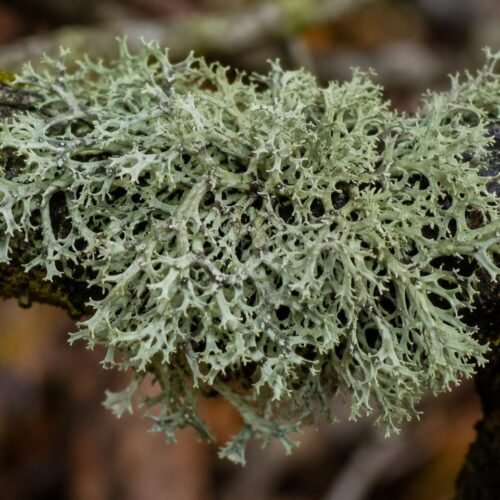 Oakmoss Green