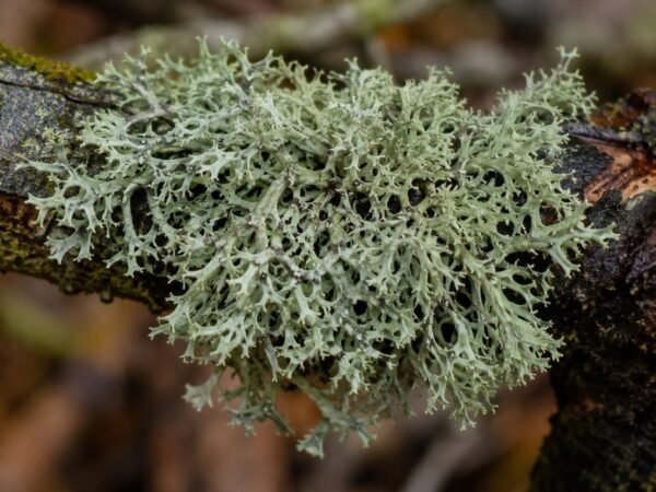 Oakmoss Green 10 %in DPG