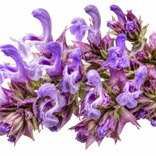 Clary Sage Essential Oil