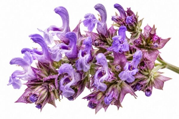 Clary Sage Essential Oil
